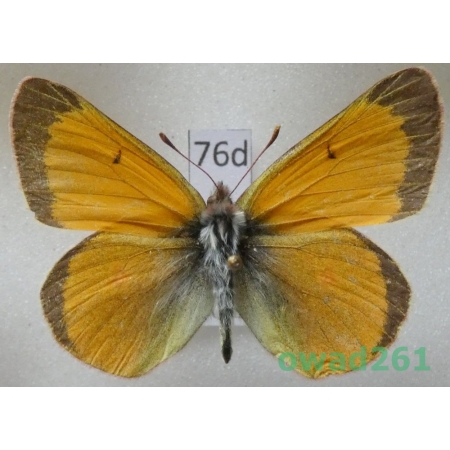 Colias hecla glacialis M'Lachlan, 1878 male Canada76d